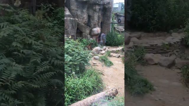 Росомаха в московском зоопарке. 2/Wolverine at the Moscow Zoo. 2 смотреть онлайн