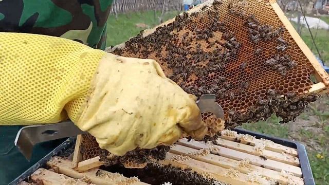 БУРНЫЙ рост ПЧЕЛОСЕМЕЙ весной ! Скоро ставить магазины ПЧЁЛАМ ! смотреть онлайн