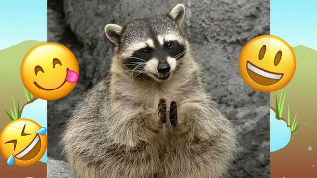 все пРиХодИтЕ в нАш кОнтАкТнЫй зООпарк зУзУпА!!!!11!!1 :)))) смотреть онлайн