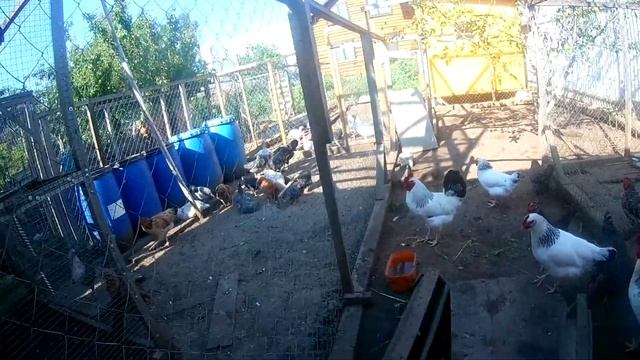 Чем, как и сколько кормить молодок, чтобы они неслись хорошо? Наши куры смотреть онлайн