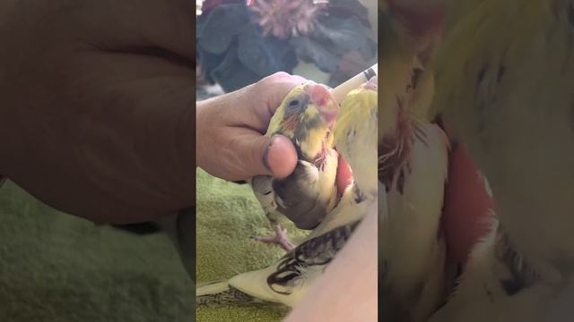Кореллы от заводчицы Дарьи ( Данечка). Окрасы Корелл. Попугаи смотреть онлайн