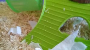 Плюсы и минусы джунгарского хомячка. Стоит ли покупать его.