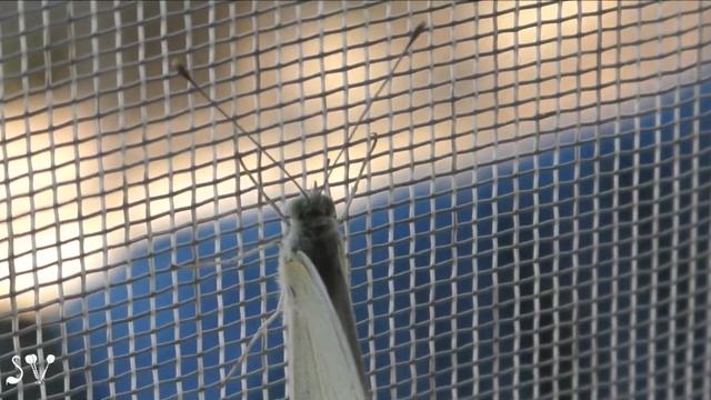 Cabbage Butterfly or Cabbage White / Белянка капустная смотреть онлайн