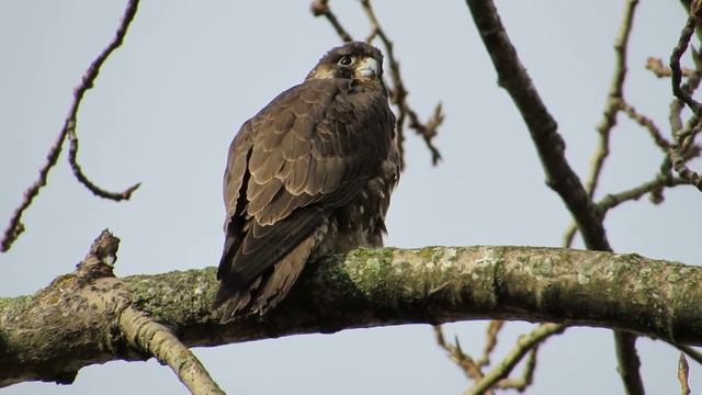 RHM Juvenile Peale's Peregrine Falcon (Renton, Wa) смотреть онлайн