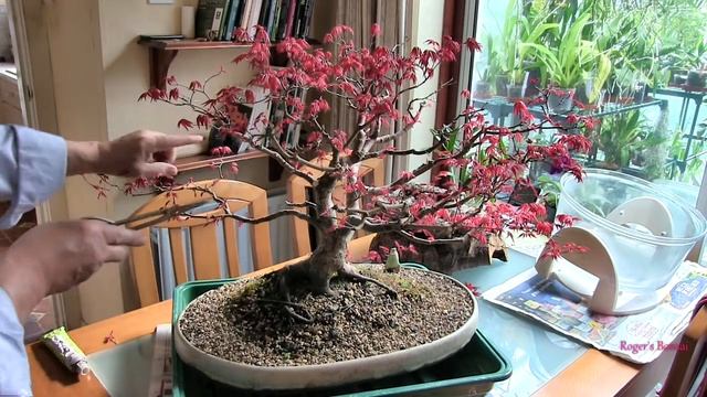 Spring Tidy Up - Acer Palmatum 'Deshojo' смотреть онлайн