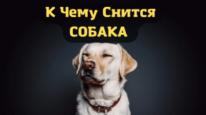 К чему снится СОБАКА или видеть во сне СОБАКУ | Толкование снов | Сонник Sk1.online