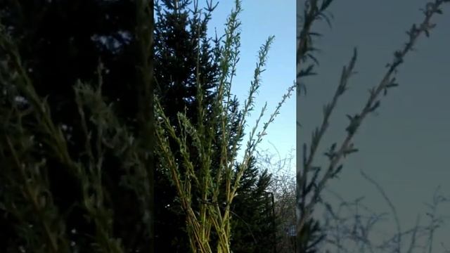 ⚫Плетеное дерево | Русская пальма | Ландшафтный дизайн | Своими руками | #shorts смотреть онлайн