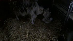 Средство от поноса  у козлят и коз.Эффективно!