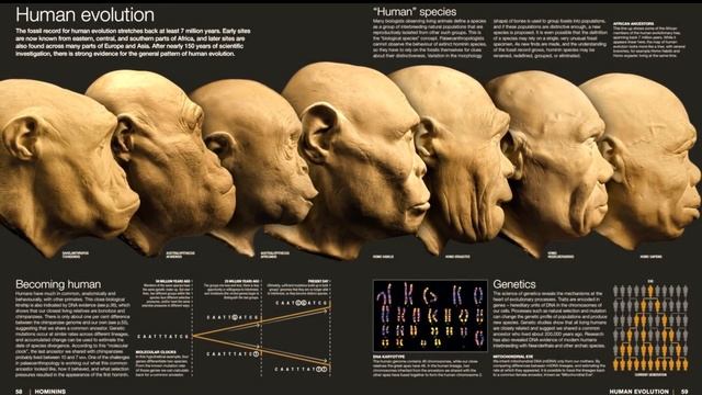 Last Stand of Homo Erectus: Did We Meet This Ancestor on a Remote Island? смотреть онлайн