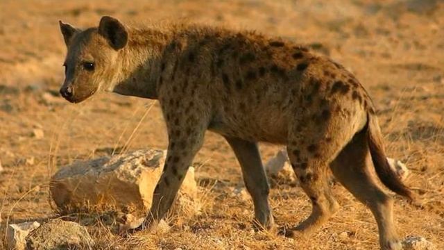 Игрушки De Agostini и окружающий мир ЖИВОТНЫЕ ДИКОЙ ПРИРОДЫ смотреть онлайн