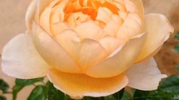 Romantic Lady Capri Roses