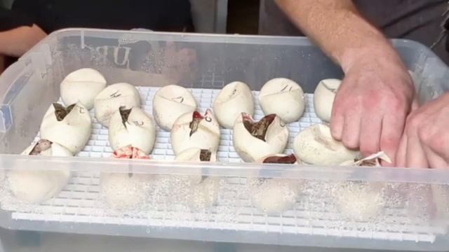 Burmese Python Egg Cutting Exciting Hatch to Prove 33% Possible Hets смотреть онлайн