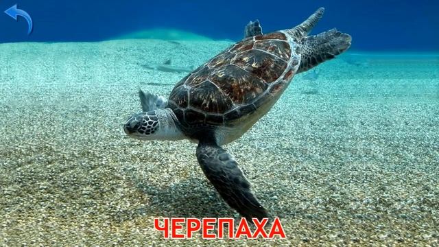 Учим названия морских обитателей. смотреть онлайн