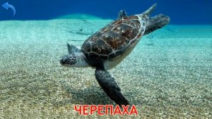 Учим названия морских обитателей.