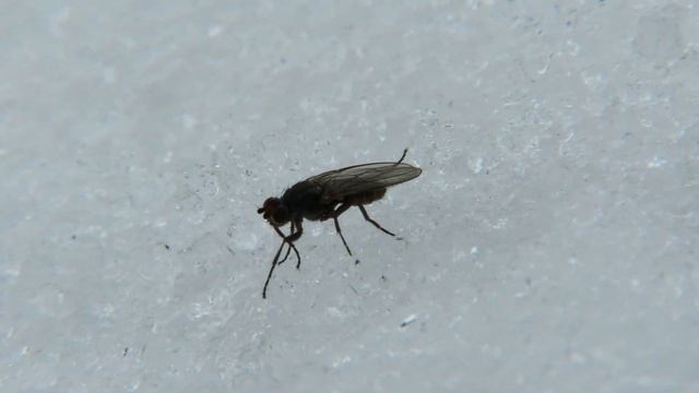 Зима, оттаяли МУХИ, Fly in Winter смотреть онлайн