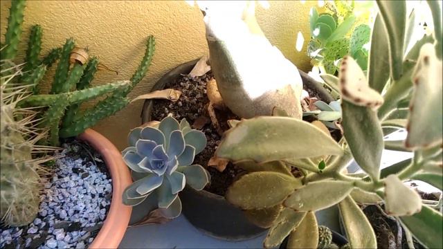 Tela de galinheiro no meu JARDIM DE SUCULENTAS e atualizações - Simone Felic. смотреть онлайн