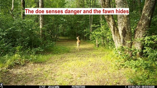 Coyote Attacks Deer! смотреть онлайн