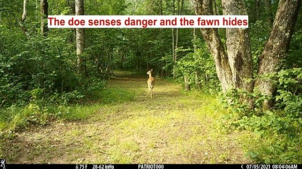 Coyote Attacks Deer!