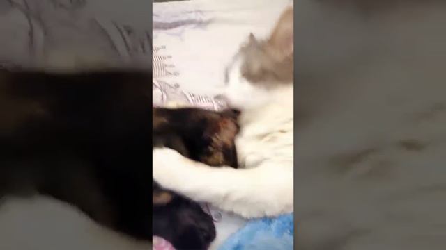 Утренние процедуры🛀 смотреть онлайн
