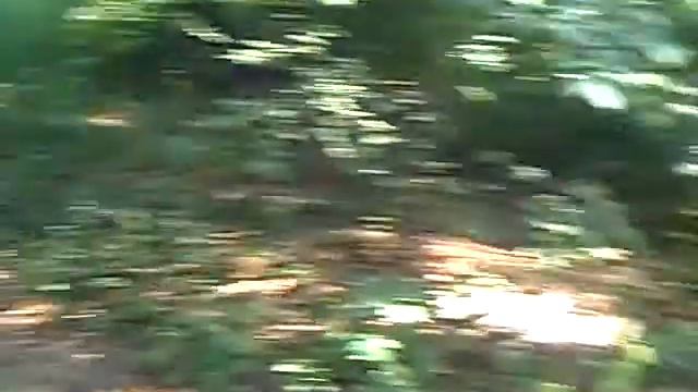 Alaskan Malamute Irvis North в 5 месяцев CLIP0002 смотреть онлайн