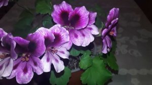 ПЕЛАРГОНИЯ КРУПНОЦВЕТКОВАЯ ARISTO PINK. КОРОЛЕВСКАЯ ПЕЛАРГОНИЯ И УХОД В ДОМАШНИХ УСЛОВИЯХ.