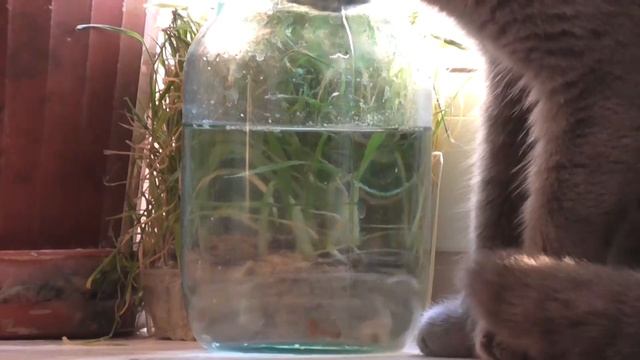 Наш КОТ БАРОН играет с Гуппи. Кот и аквариумные рыбки смотреть онлайн