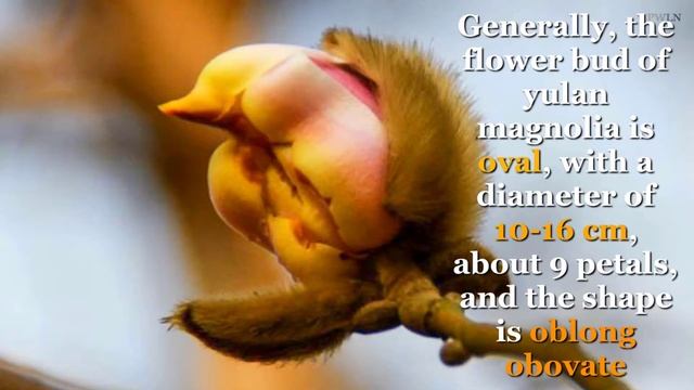 Yulan Magnolia Flowers That Look Like Birds In China