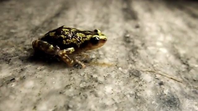 Samsung ES30 Video Test on a tiny insect and a frog смотреть онлайн