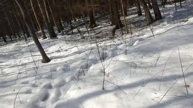 Разлив Свитягинского ручья(другой ракурс) + чей-то "домик"ЛО смотреть онлайн