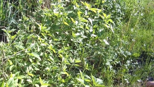 Ретрофильмы и Классика