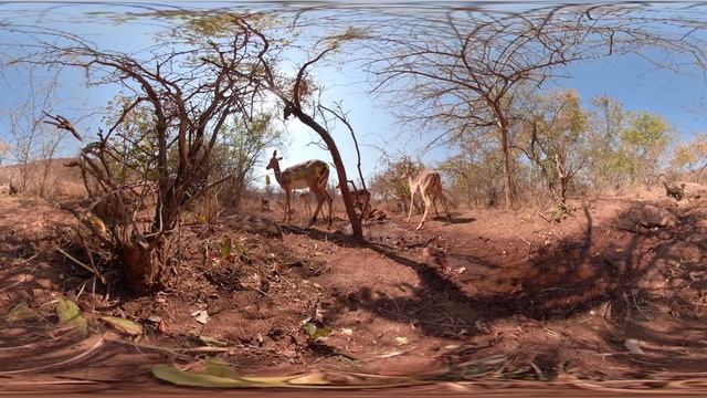 Wild African Animal Stampede | Wildlife In 360 VR