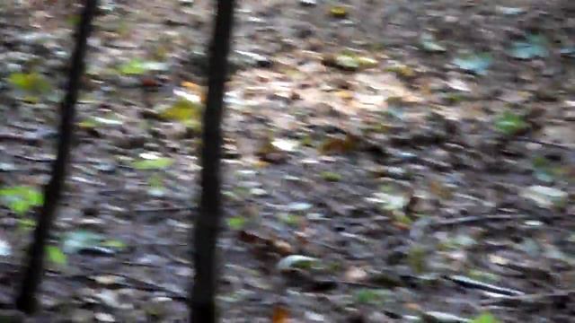 Живая белка в парке Сокольники смотреть онлайн