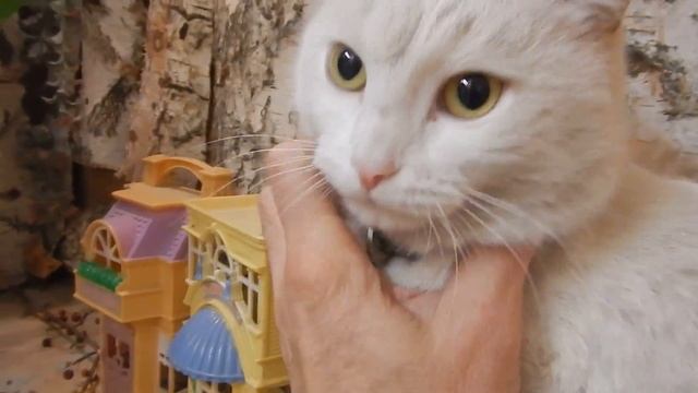 Урок дружбы. Как подружить щенка и котов. смотреть онлайн