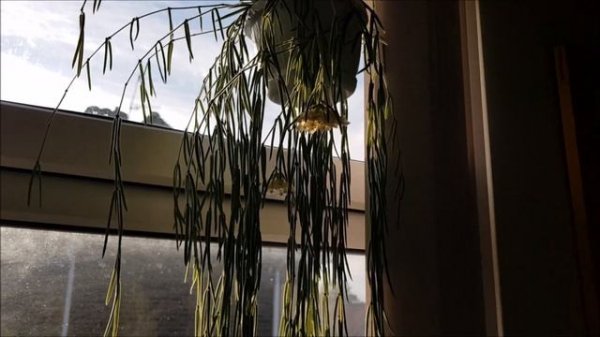 HOYA LINEARIS | Love for Plants | Tabs Greenskeeper.