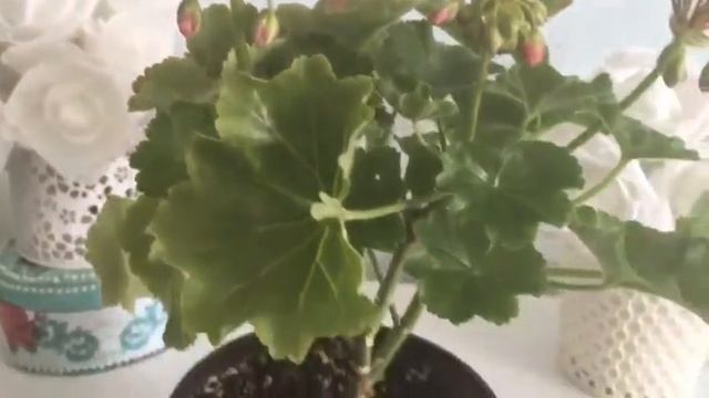 Пеларгония тюльпановидная Патрисия Андреа смотреть онлайн