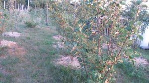 яблони, выращенные на шпалере