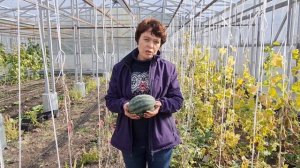 Арбуз на Урале. Школа продвинутого садовода