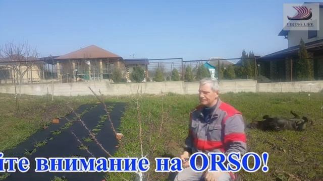 #190 Правильная обрезка персика/2-й год после посадки/pruning a peach for the 2th year смотреть онлайн