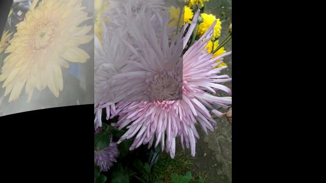 Хризантемы от Елены! смотреть онлайн