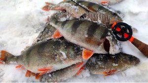 ВОТ ЭТО НАДУБАСИЛИ РЫБЫ!!! Окуни горбачи, щука на жерлицы. Зимняя рыбалка 2023