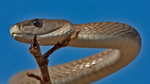 Ядовитые змеи. Опасные змеи 1 часть.