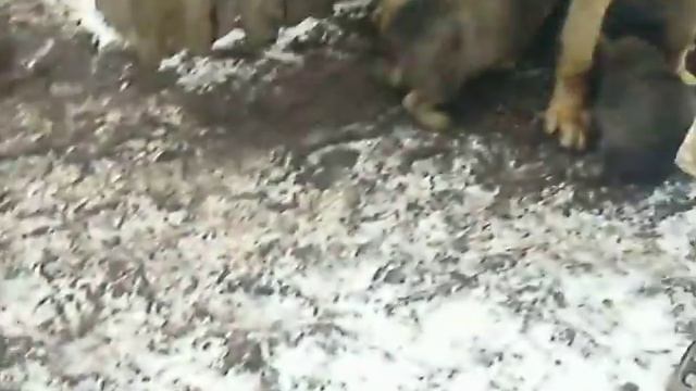 Щенята смотреть онлайн