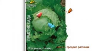 Салат обыкновенный Салат Грейт Лайкс 659 Кочанный ? обзор: как сажать, семена салата