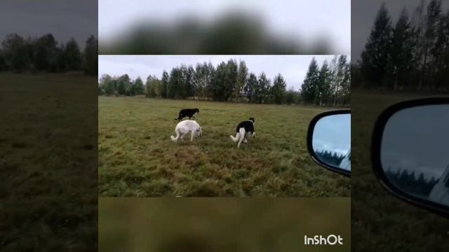 Прогулки собак питомника. смотреть онлайн