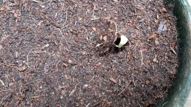 HOW TO GROW DAHLIA PINNATA FROM SEEDS WITH FULL UPDATES смотреть онлайн