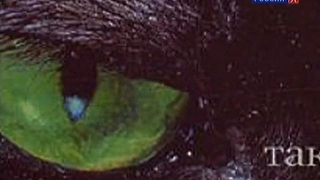 Конрад Лоренц - Гусиный отец / Konrad Lorenc. Гении и злодеи. смотреть онлайн