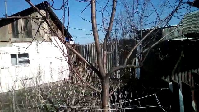 ЭФФЕКТИВНАЯ БОРЬБА С ТЛЕЙ в 2ПРИЕМА