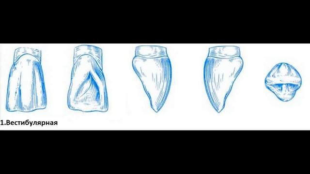 Резцы верхней челюсти кратко смотреть онлайн