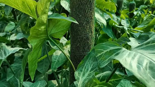 Syngonium plant || Syngonium plant moss stick || Genius Plant Master || смотреть онлайн