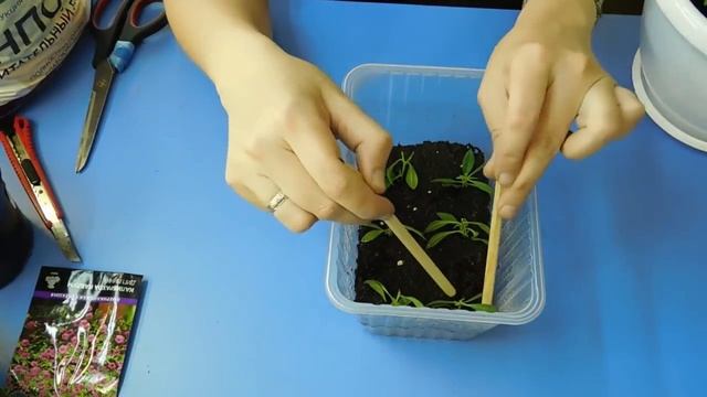 КАЛИБРАХОА ! РАЗМНОЖЕНИЕ ЧЕРЕНКАМИ ! ОЧЕНЬ ПРОСТО ! смотреть онлайн